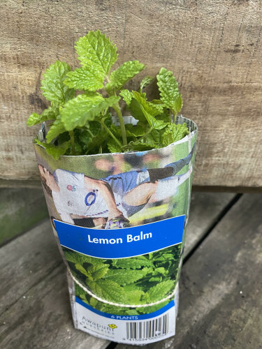 Lemon Balm